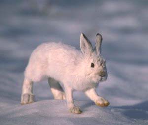 Arctic Hare - Canada's Polar Life