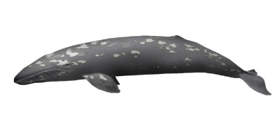 grey whale