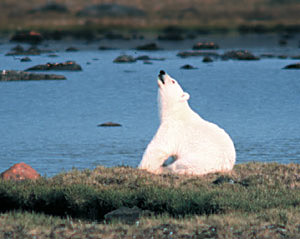 polar bear