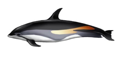 white sided dolphin